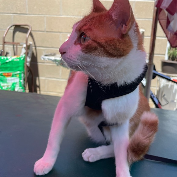 Meet your Posher, Lisa - Picture 3 of 12